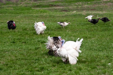 turkey or gobbler grazing on a green grass background