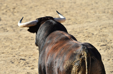 toro