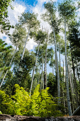 Aspen Trees With Green Leaves: Flagstaff Arizona