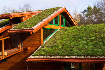 Green ecological sod roof on wooden building covered with vegetation mostly sedum sexangulare, also...
