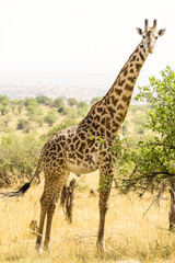 a giraffe in Serengeti National Park, Tanzania, Africa