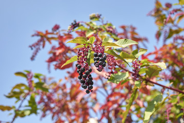 Phytolacca americana
