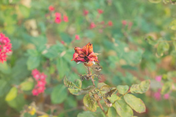 Dry red dog-rose flower in autumn garden