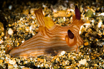 nudibranch trecacera sea slug