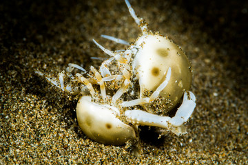 two olive purse crab fighting