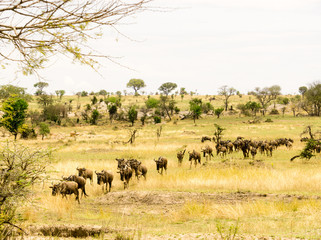 Wildebeest migration at Serengeti Tanzania Africa