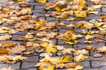 leaf fall