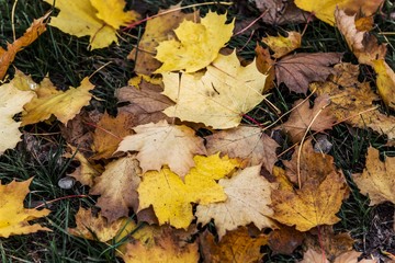 autumn fallen leaf