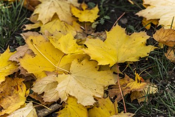 Obraz premium autumn fallen leaves