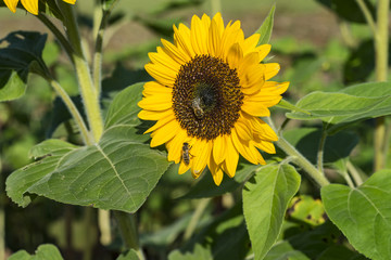 Sonnenblume auf einem Sonnenblumenfeld mit Bienen (Honigbiene)
