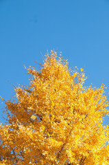 Fototapeta premium Golden yellow ginkgo tree with blue sky in Tokyo Japan