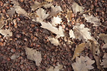 hazelnut shell, leaf and soil background 