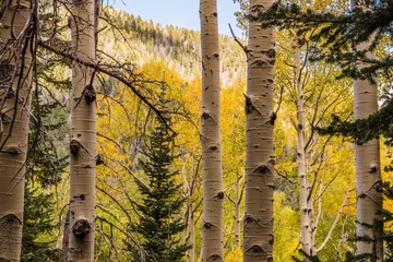 Foto auf Acrylglas Hotel Aspen Tree Fall Colors: Flagstaff Arizona, Inner Basin Trail  © LodestonePhotography