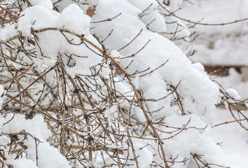 Snow-covered branches close-up on a winter day