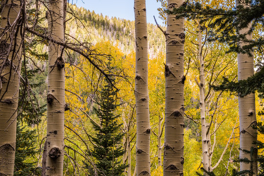 Aspen Tree Fall Colors: Flagstaff Arizona, Inner Basin Trail