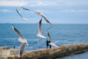 Seagulls flying over the sea. Pier on background.