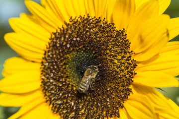 Sonnenblume auf einem Sonnenblumenfeld mit Bienen (Honigbiene)