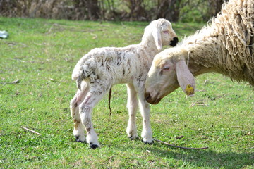 sheep, animal, vector, cartoon, character, farm, lamb, background, design, mammal, white, illustration, nature, cute, agriculture, greeting, happy, calligraphy, goat, funny, abstract, card, muslim, fe