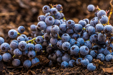 Blue Berries Macro: Elderberries