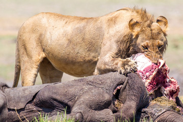 Leone nella Savana che si ciba di un elefantino