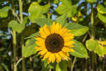 Obraz premium Sonnenblume auf einem Sonnenblumenfeld (Detailaufnahme)