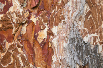 tree bark close-up