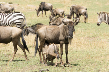 Wildebeest iin Serengeti National Park, Tanzania, Africa