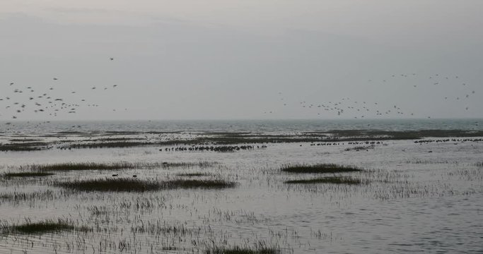 Birds on Wetlands with vegitation in foreground and sea in background during sunrise shot on a tripod wide angle lens