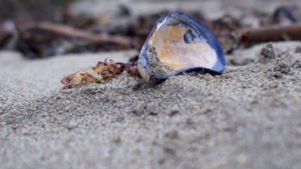 The strand / tide line on a Cornish beach in late Autumn.