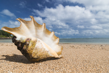 Obraz na płótnie Canvas big shell on a beach at exotic island in pacific