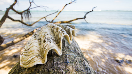 giant clam