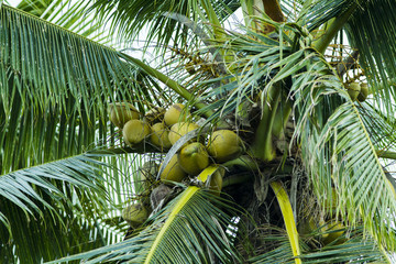coconut tree