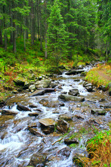 Fototapeta na wymiar mountainous river in the forest
