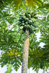papaya tree 