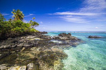 Obraz premium palm trees ocean samoa