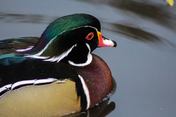 wood duck