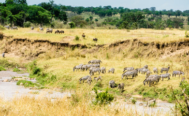 Fototapeta na wymiar Landscape on Mara River iin Serengeti National Park, Tanzania, Africa
