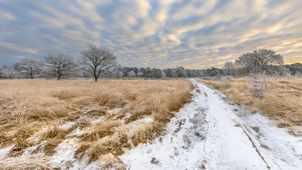 Winter heathland landscape panorama Assen Drenthe