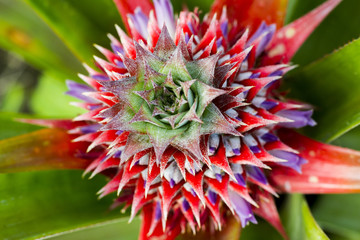 Fototapeta premium small pineaple growing