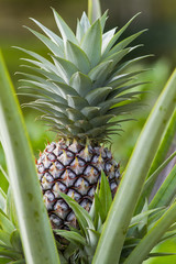 Obraz premium growing pineaple