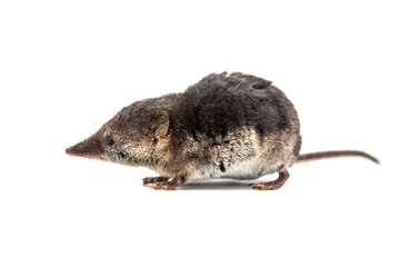 Cute Common shrew on white background