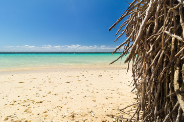 Fototapeta na wymiar palm trees ocean beach samoa