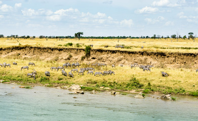 Landscape on Mara River iin Serengeti National Park, Tanzania, Africa