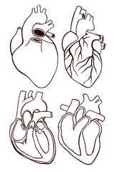 A set of human hearts.