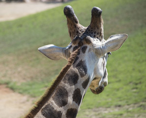 Giraffa Africana