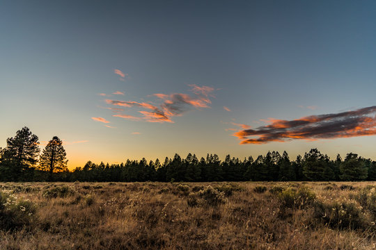 Flagstaff Arizona Ponderosa Pine Sunset