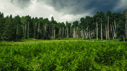 Alpine Meadow