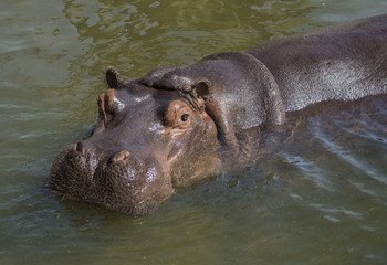 Ippopotamo