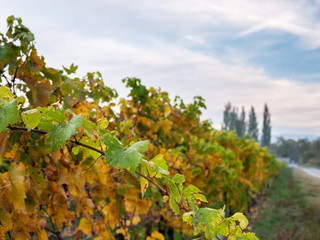 Herbst im Weingarten