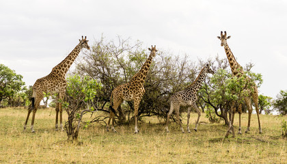 Giraffe Family iin Serengeti National Park, Tanzania, Africa